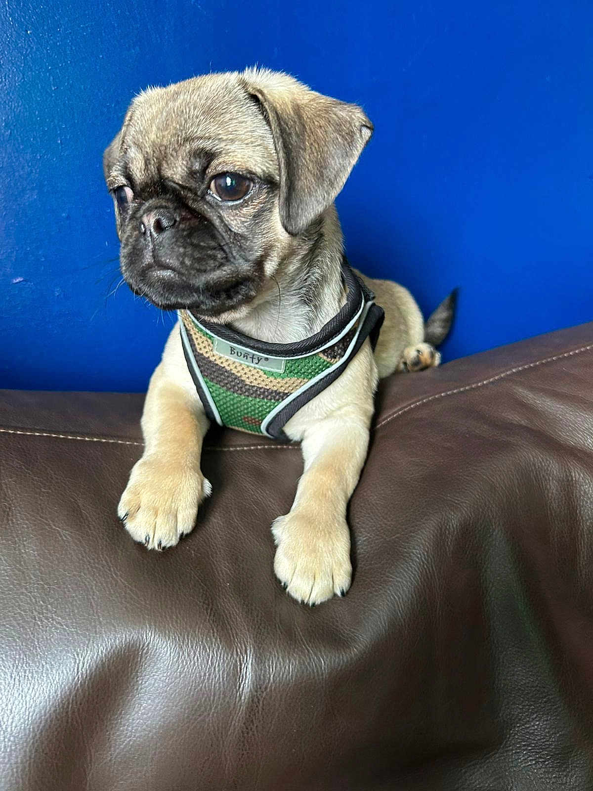 Boo joined the competition — help win amazing prizes! puppy, dog, pug, pet, animal, brown_leather, couch, indoor, blue_wall, harness, camouflage, cute, young, fur, paw, sitting, looking_away, domestic_animal, small_dog, portrait