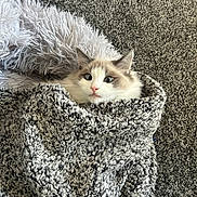 Ralphie is registered to the contest to win money with this photo: animal, blanket, carpet, cat, comfort, cozy, curious, cute, face, fluffy, fur, gray, home, indoor, pet, relaxed, resting, snug, texture, wide_eyes