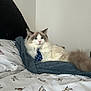 Ralphie is registered to the contest to win money with this photo: animal, bed, blanket, blue, cat, comfort, cozy, cute, domestic, feline, fur, gray, indoor, pet, polka_dot, resting, sleepy, tail, tie, white