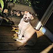 Luna joined the competition — help win amazing prizes! dog, pet, sunlight, wooden_deck, screen_door, shadow, outdoor, canine, fur, small_dog, sitting, curious, head_tilt, daylight, nature, leafy_shadow, animal, domestic, companion, relaxed