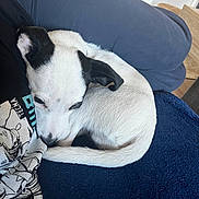 Lou participe au concours pour gagner de l'argent avec cette photo : dog, white_dog, black_ears, curled_up, snuggling, blanket, couch, indoor, resting, nap, cozy, pet, animal, fur, sleepy, comfort, human, clothing, graphic_tee, relaxation