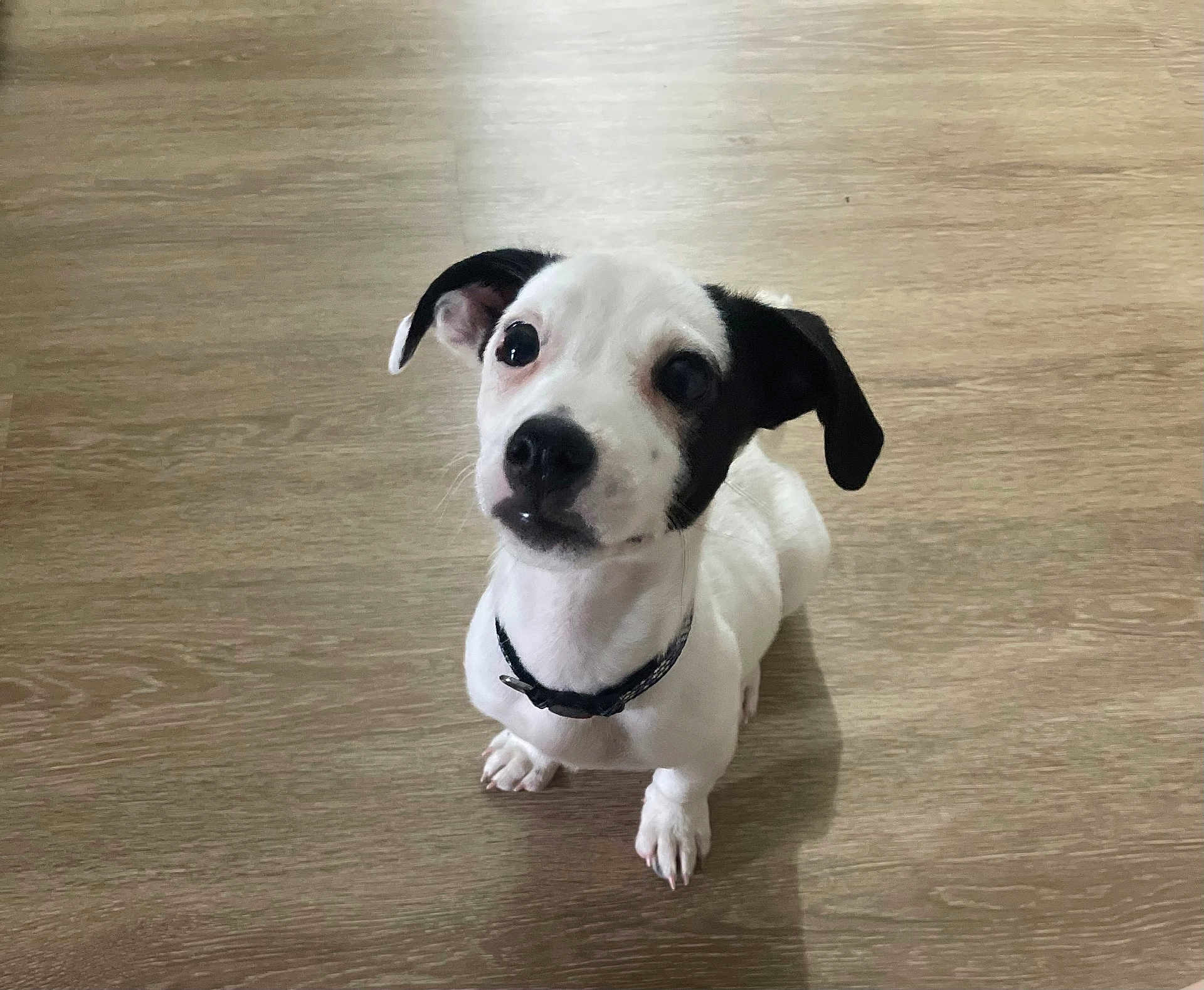 Lou participe au concours pour gagner de l'argent avec cette photo : dog, puppy, black_and_white, pet, indoor, floor, wooden_floor, collar, curious, sitting, attention, cute, small_dog, animal, domestic_animal, canine, ears, eyes, nose, whiskers