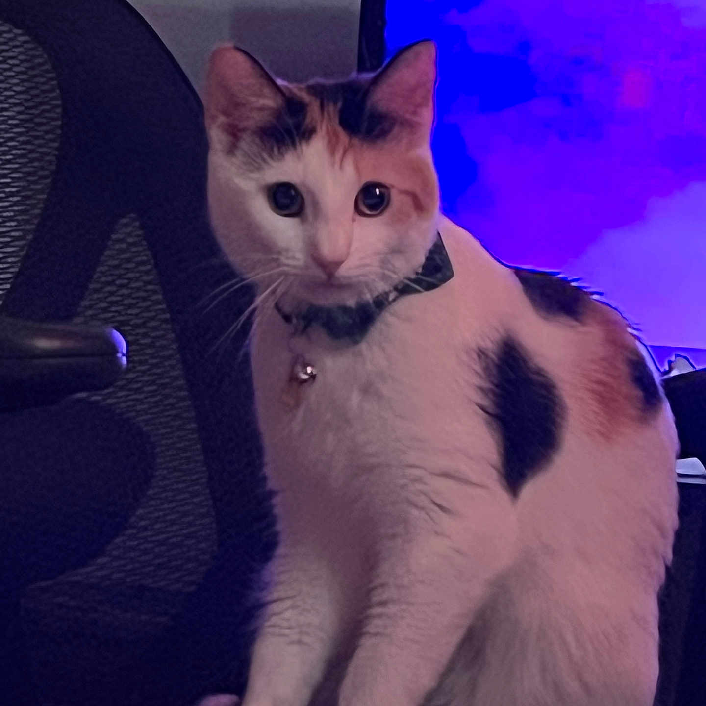 Peanut joined the competition — help win amazing prizes! accessories, angora, animal, cat, chair, clothing, collar, couch, cushion, footwear, furniture, homedecor, jewelry, kitten, manx, necklace, pet, purple, shoe, strap