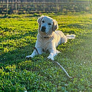 Balto a rejoint le concours — aidez-le/la à gagner de superbes lots ! dog, golden_retriever, grass, stick, outdoor, sunlight, field, nature, pet, animal, relaxing, vineyard, afternoon, canine, greenery, playing, summer, sunshine, mammal, laying_down
