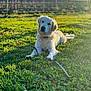 dog, golden_retriever, grass, stick, outdoor, sunlight, field, nature, pet, animal, relaxing, vineyard, afternoon, canine, greenery, playing, summer, sunshine, mammal, laying_down