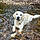 Balto