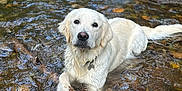 Balto a rejoint le concours — aidez-le/la à gagner de superbes lots ! dog, golden_retriever, water, creek, stick, outdoor, nature, animal, pet, wet, riverbed, rocks, grass, playing, summer, canine, mammal, fur, tongue, relaxing