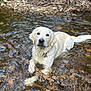 dog, golden_retriever, water, creek, stick, outdoor, nature, animal, pet, wet, riverbed, rocks, grass, playing, summer, canine, mammal, fur, tongue, relaxing