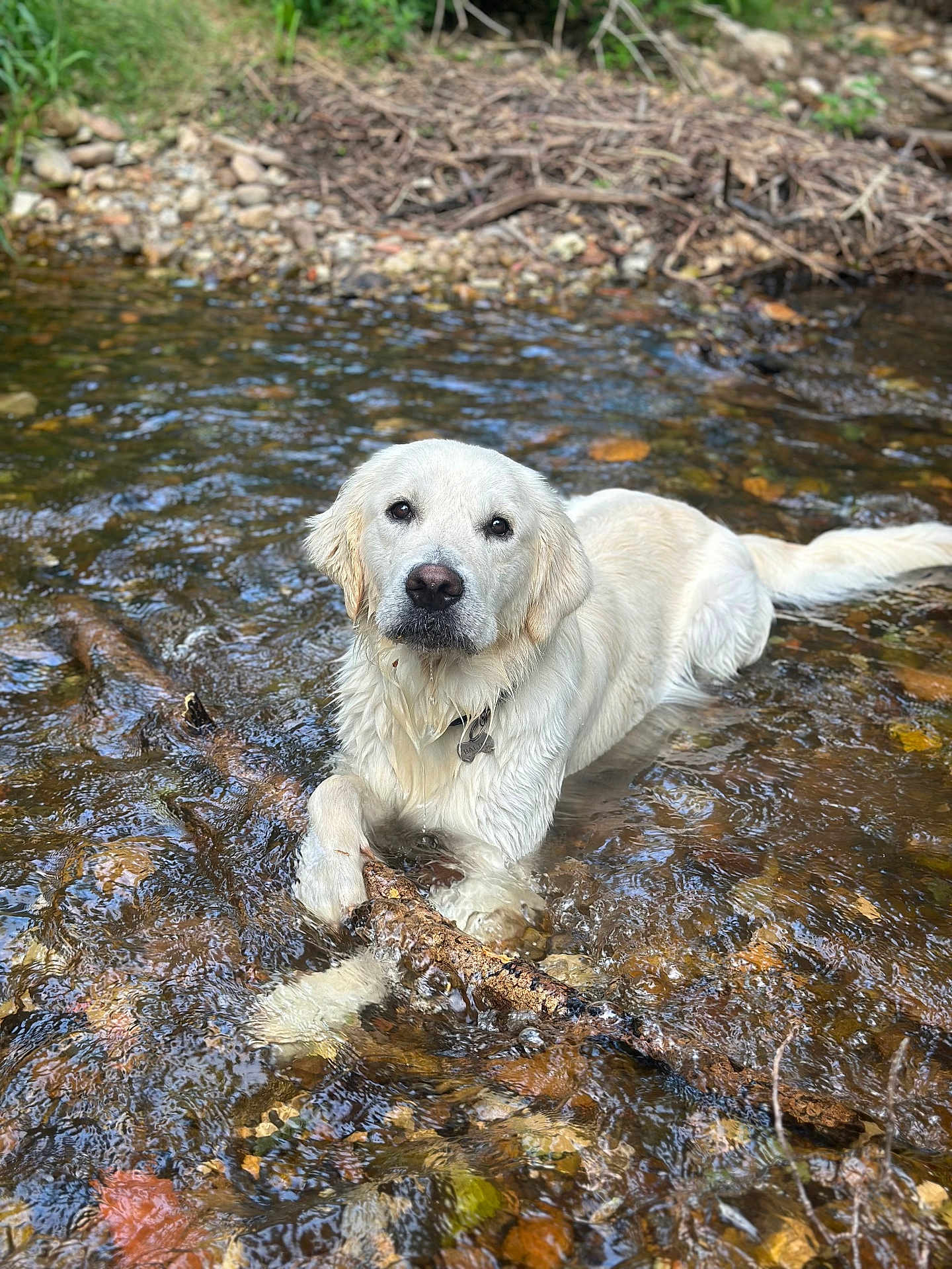 Balto a rejoint le concours — aidez-le/la à gagner de superbes lots ! dog, golden_retriever, water, creek, stick, outdoor, nature, animal, pet, wet, riverbed, rocks, grass, playing, summer, canine, mammal, fur, tongue, relaxing