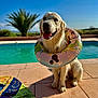 Balto a rejoint le concours — aidez-le/la à gagner de superbes lots ! dog, golden_retriever, inflatable_ring, pool, outdoor, sunny, blue_sky, palm_tree, smiling, tongue_out, sitting, tile_floor, shadow, colorful, vacation, summer, water, pet, happy, animal