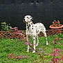 Saxo participe au concours pour gagner de l'argent avec cette photo : dalmatian, dog, grass, outdoor, plant, flowerpot, greenery, leaf, pet, animal, garden, spotted, canine, nature, standing, alert, black_and_white, summer, yard, fence