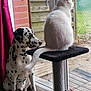 Saxo participe au concours pour gagner de l'argent avec cette photo : dalmatian, dog, cat, cat_tree, indoor, glass_door, curtain, brick_wall, wooden_fence, floor_mat, tile_floor, pet_toys, white_cat, black_and_white_dog, tail, window, looking_outside, domestic_animals, pet, resting