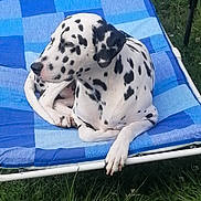 Saxo a rejoint le concours — aidez-le/la à gagner de superbes lots ! dalmatian, dog, pet, animal, outdoor, lawn, grass, chair, blue, relaxed, spotted, canine, summer, resting, nature, backyard, leisure, sunlight, comfort, daytime