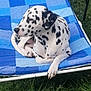 dalmatian, dog, pet, animal, outdoor, lawn, grass, chair, blue, relaxed, spotted, canine, summer, resting, nature, backyard, leisure, sunlight, comfort, daytime