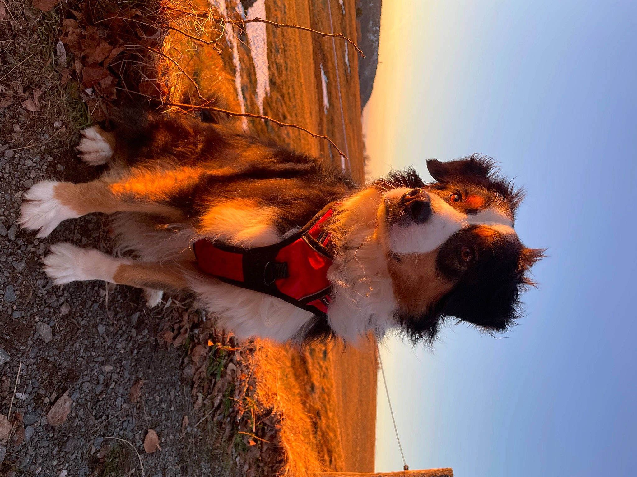 Patton participe au concours pour gagner de l'argent avec cette photo : beard, carnivore, companion_dog, dog, dog_breed, eyewear, fawn, fur, happy, heat, people_in_nature, plant, shadow, sky, snout, street_light, sunglasses, tail, tree, whiskers