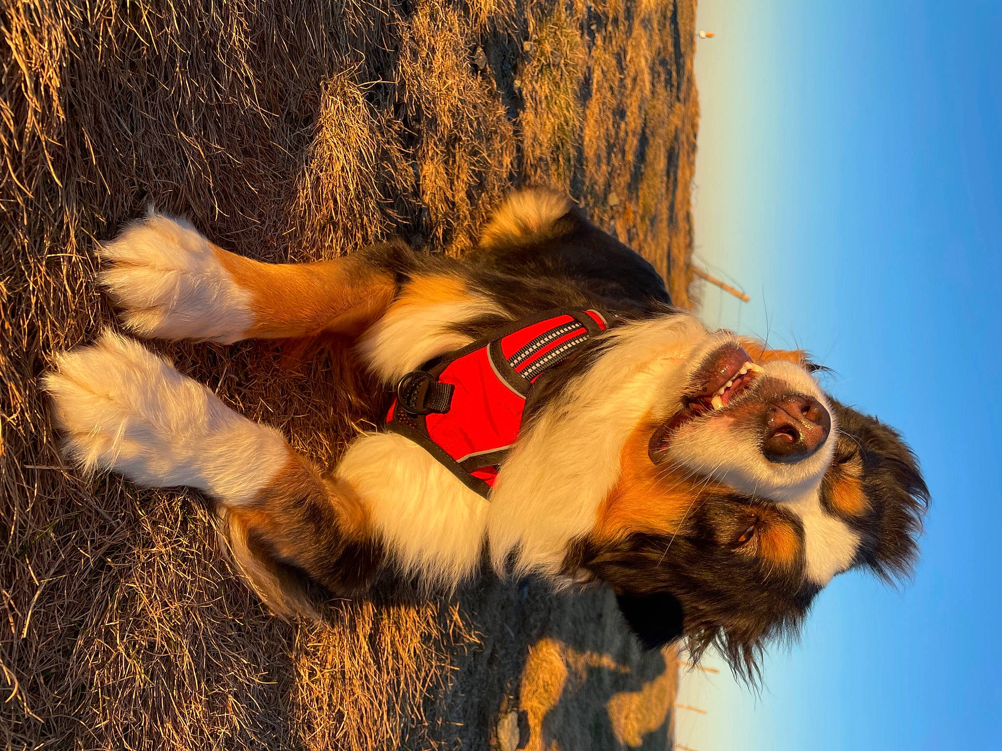 Patton a rejoint le concours — aidez-le/la à gagner de superbes lots ! beard, canidae, carnivore, companion_dog, dog_breed, dog_collar, fawn, feather, fur, grass, happy, leash, paw, people_in_nature, plant, sky, snout, tail, tree, vertebrate