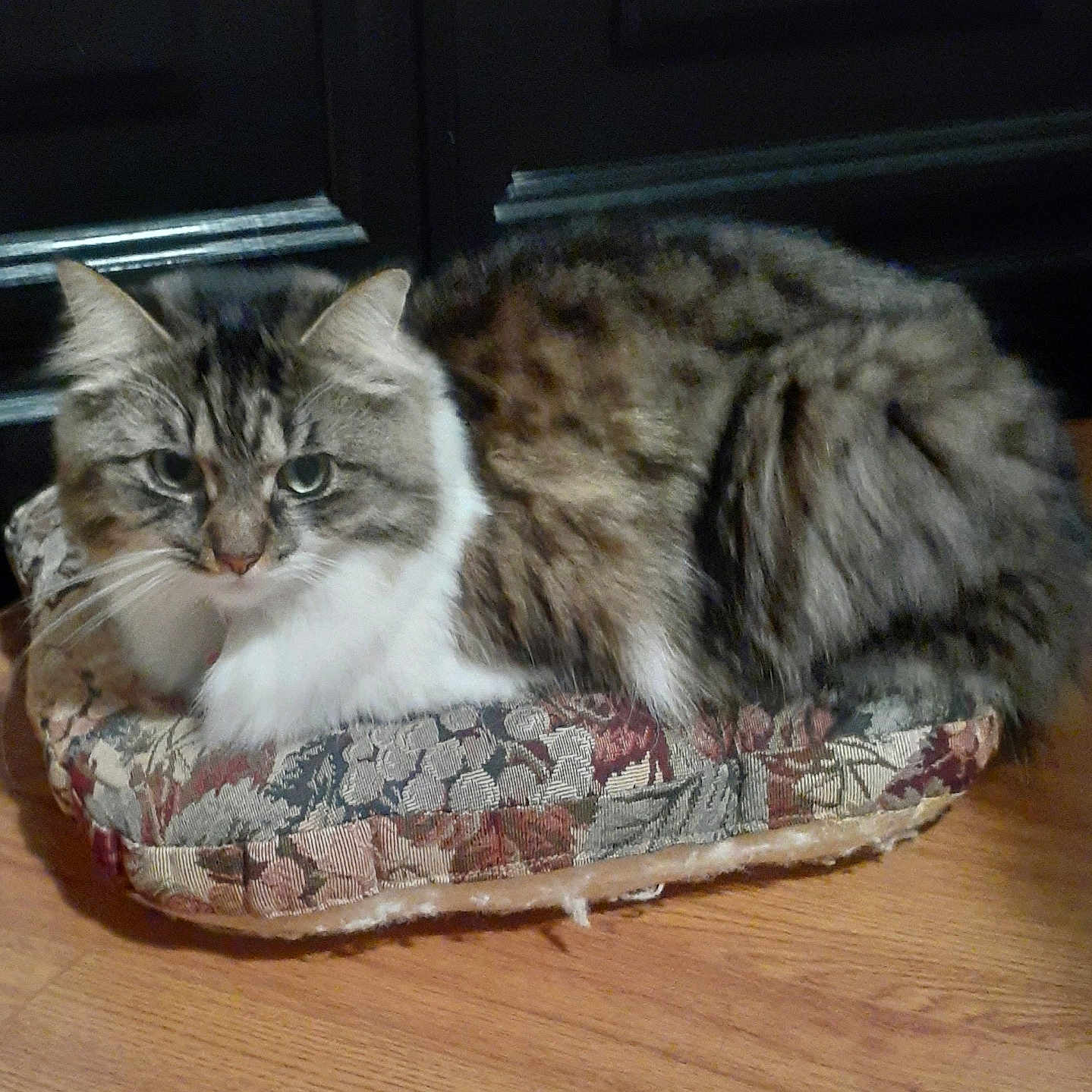 Bella is registered to the contest to win money with this photo: animal, cat, cushion, domestic_animal, ears, eyes, fabric, feline, floor, fluffy, fur, house_pet, indoor, laying_down, patterned, pet, resting, tabby, whiskers, wooden_floor