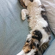 Belle a rejoint le concours — aidez-le/la à gagner de superbes lots ! cat, calico_cat, fluffy, sleeping, relaxed, lying_down, belly_up, paws, whiskers, fur, tricolor, pet, couch, sofa, indoor, home, cozy, nap, cute, animal