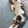 cat, calico_cat, fluffy, sleeping, relaxed, lying_down, belly_up, paws, whiskers, fur, tricolor, pet, couch, sofa, indoor, home, cozy, nap, cute, animal