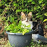 cat, kitten, fluffy, long_hair, tabby, white_chest, green_eyes, animal, pet, garden, outdoor, foliage, plants, flowerpot, lawn_mower, camouflage, hiding, portrait, alert, nature
