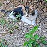 cat, long_hair, fluffy, tabby, black_and_white, green_eyes, animal, pet, feline, outdoor, garden, dirt, gravel, weeds, plants, fence, lying_down, portrait, alert, nature