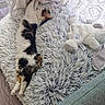 cat, kitten, calico, sleeping, lying_down, fluffy_blanket, plush_toy, bunny, bedroom, cozy, indoor, pet, feline, fur, relaxed, nap, soft_texture, white, black, orange