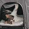cat, kitten, pet_carrier, animal, upside_down, playful, lying_down, white_fur, tabby, orange_fur, paw, face, eyes, ears, indoor, cozy, blanket, cage, portrait, cute