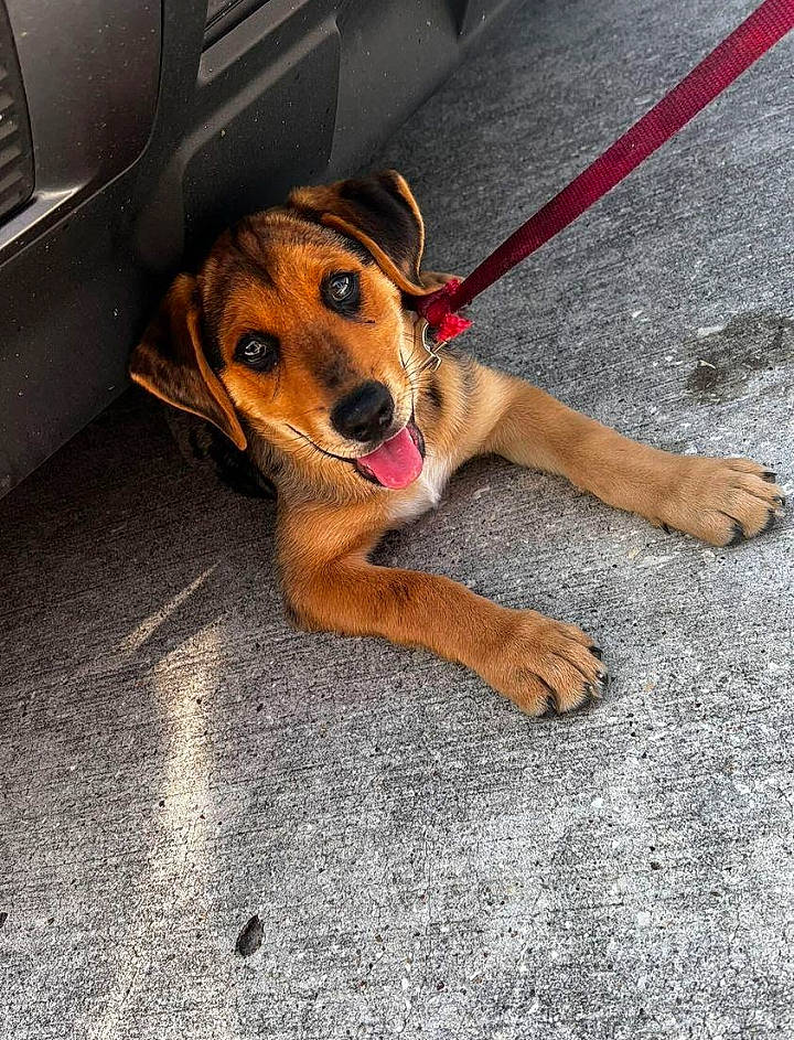 Chester is registered to the contest to win money with this photo: asphalt, automotive_exterior, carnivore, collar, companion_dog, dog, dog_breed, fawn, flooring, foot, human_leg, leash, paw, pet_supply, road, road_surface, sidewalk, snout, sporting_group, vehicle_door