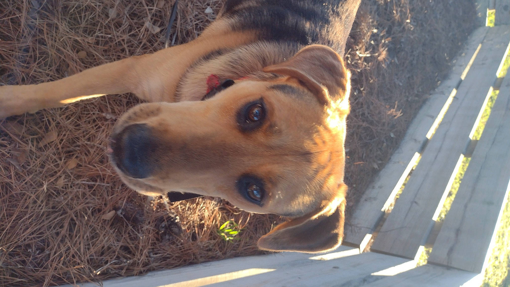 Chester joined the competition — help win amazing prizes! asphalt, canidae, carnivore, collar, companion_dog, dog, dog_breed, dog_collar, fawn, fur, paw, plant, road_surface, snout, street_dog, terrestrial_animal, whiskers, wood, working_animal, working_dog