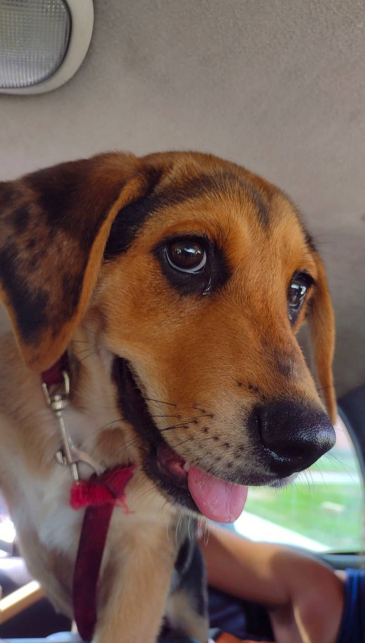 Chester joined the competition — help win amazing prizes! beagle, canidae, carnivore, collar, companion_dog, dog, dog_breed, fawn, finnish_hound, fur, hound, hunting_dog, pet_supply, scent_hound, selfie, snout, sporting_group, whiskers