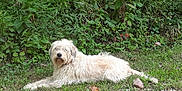 Vali is registered to the contest to win money with this photo: animal, canine, daylight, dog, fur, grass, greenery, ground, laying_down, leaf, mammal, nature, outdoor, path, pet, plant, relaxed, scenery, shaggy, wildlife