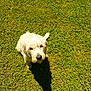 Vali is registered to the contest to win money with this photo: animal, canine, companion, cute, daylight, dog, friendly, fur, grass, green, looking_up, mammal, nature, outdoor, pet, playful, shadow, soft_light, summer, sunlight