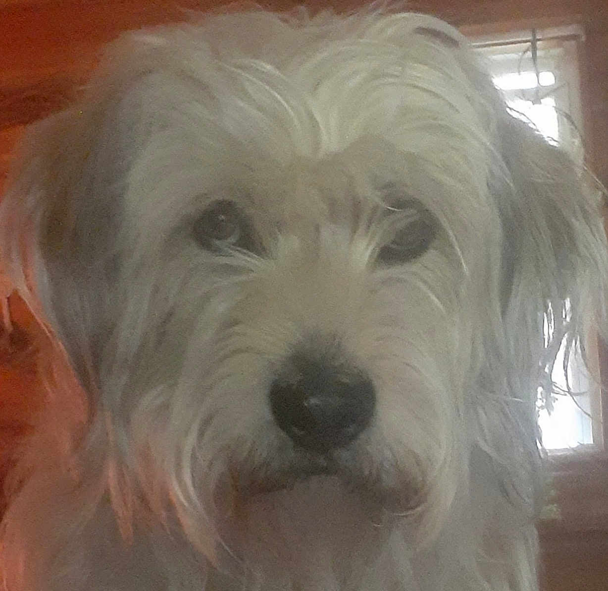 Vali