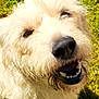 Vali is registered to the contest to win money with this photo: animal, canine, close_up, cream_colored_fur, dog, fluffy, fur, grass, happy, muzzle, nature, nose, outdoor, pet, portrait, smiling, sunlight, teeth, tongue, whiskers