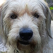 Vali is registered to the contest to win money with this photo: animal, canine, close_up, collar, curious, daylight, dog, ears, eyes, fluffy, fur, grass, muzzle, nature, nose, outdoor, pet, portrait, scruffy, stone