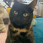 Pearl participe au concours pour gagner de l'argent avec cette photo : cat, tortoiseshell, pet, indoor, blanket, furniture, plants, curious, green_eyes, cozy, soft, home, domestic, animal, sitting, closeup, feline, whiskers, ears, yellow_pillow