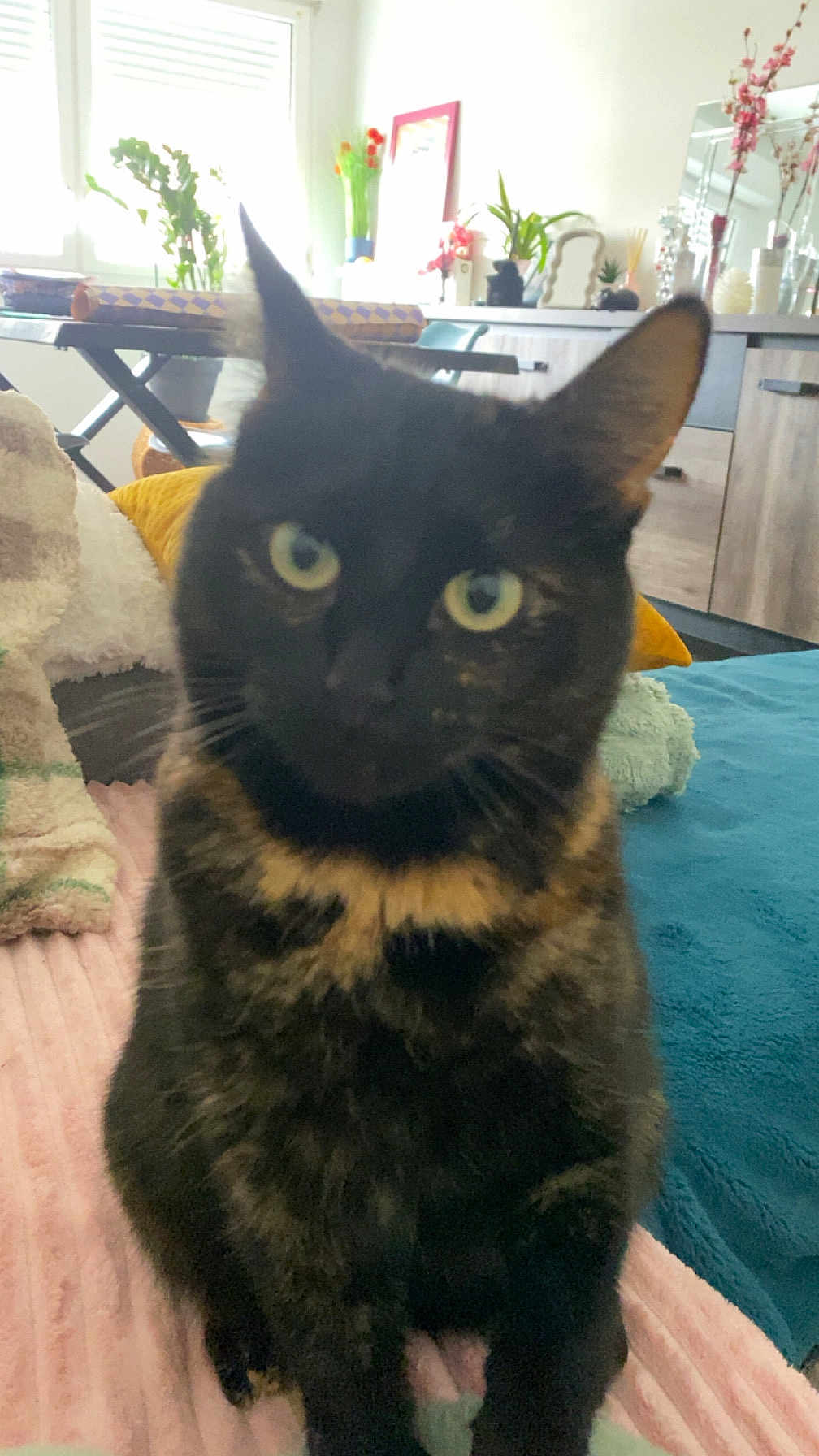 Pearl participe au concours pour gagner de l'argent avec cette photo : cat, tortoiseshell, pet, indoor, blanket, furniture, plants, curious, green_eyes, cozy, soft, home, domestic, animal, sitting, closeup, feline, whiskers, ears, yellow_pillow