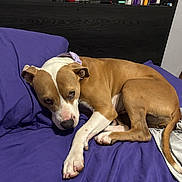Bubbles joined the competition — help win amazing prizes! dog, pitbull, brown_and_white, bed, pillow, purple_sheet, indoor, pet, relaxed, portrait, paw, tail, collar, looking_at_camera, cozy, bedroom, blanket, wood_floor, domestic_animal, snug