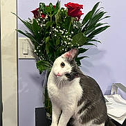 Cowboy is registered to the contest to win money with this photo: black_shelf, cat, close_up, curious, decor, domestic_animal, flower_bouquet, furniture, green_leaves, head_tilt, home, indoor, papers, pet, plant, red_roses, soft_lighting, vase, wall_switch, white_and_gray_cat