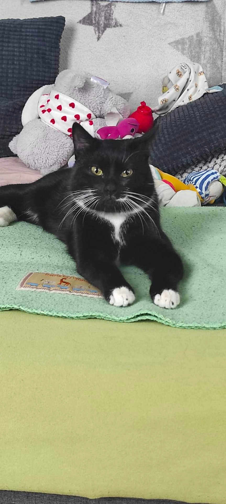 Yuki a rejoint le concours — aidez-le/la à gagner de superbes lots ! cat, black_and_white_cat, pet, indoor, blanket, cushion, plush_toy, sofa, relaxed, whiskers, paws, feline, cute, cozy, resting, domestic_animal, fur, animal, mammal, home