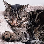Sept participe au concours pour gagner de l'argent avec cette photo : cat, tabby, sleeping, relaxed, close_up, portrait, whiskers, fur, striped, paws, ears, nose, eyes_closed, pet, animal, blanket, cozy, indoor, cuddly, nap