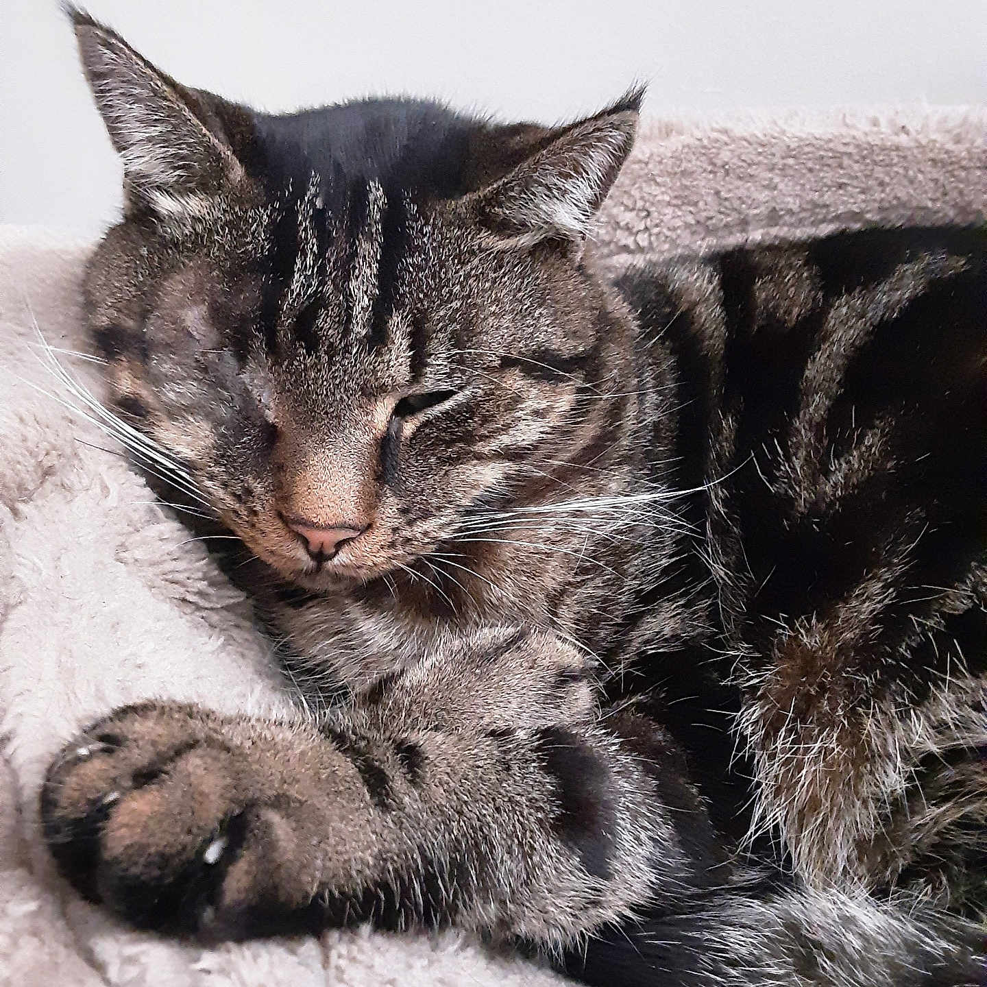 Sept participe au concours pour gagner de l'argent avec cette photo : cat, tabby, sleeping, relaxed, close_up, portrait, whiskers, fur, striped, paws, ears, nose, eyes_closed, pet, animal, blanket, cozy, indoor, cuddly, nap