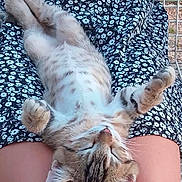 Pop a rejoint le concours — aidez-le/la à gagner de superbes lots ! kitten, cat, sleeping, relaxed, floral_dress, pattern, lap, legs, furry, cute, pet, animal, outdoor, sunlight, resting, soft, comfort, small, tabby, peaceful