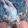 kitten, cat, sleeping, relaxed, floral_dress, pattern, lap, legs, furry, cute, pet, animal, outdoor, sunlight, resting, soft, comfort, small, tabby, peaceful