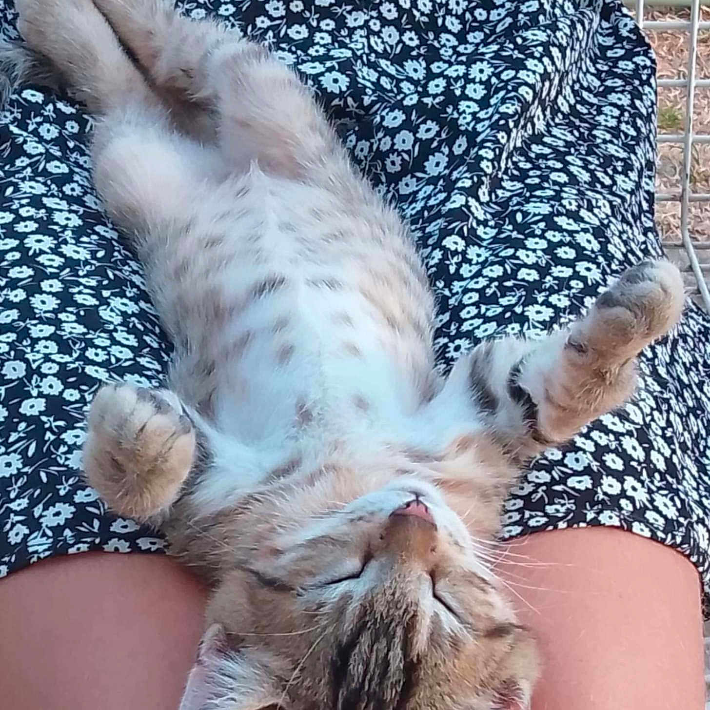 Pop a rejoint le concours — aidez-le/la à gagner de superbes lots ! kitten, cat, sleeping, relaxed, floral_dress, pattern, lap, legs, furry, cute, pet, animal, outdoor, sunlight, resting, soft, comfort, small, tabby, peaceful