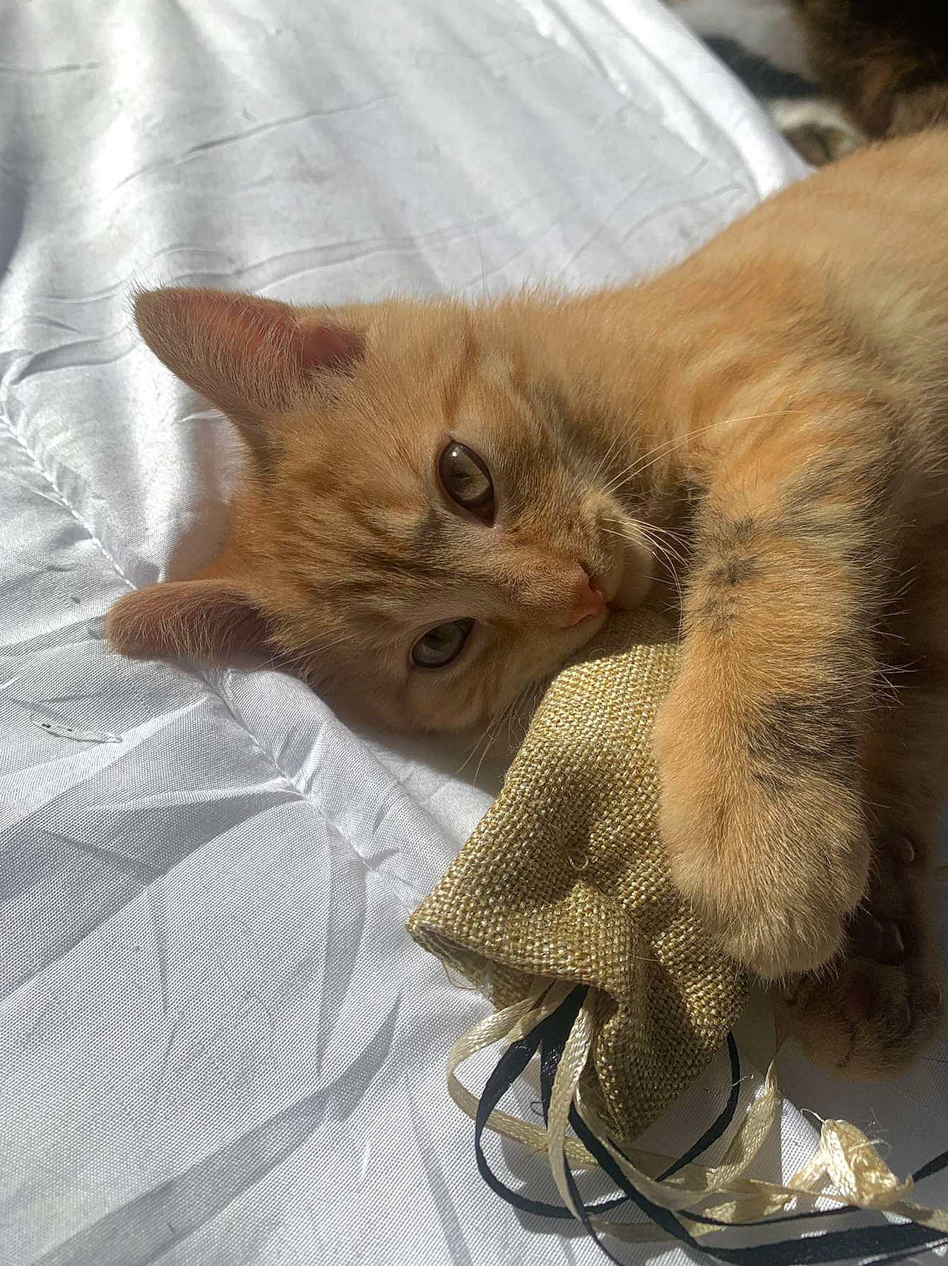 Suky participe au concours pour gagner de l'argent avec cette photo : carnivore, cat, cat_supply, claw, comfort, domestic_short_haired_cat, fawn, felidae, fur, paw, small_to_medium_sized_cats, snout, tail, terrestrial_animal, whiskers, wildlife