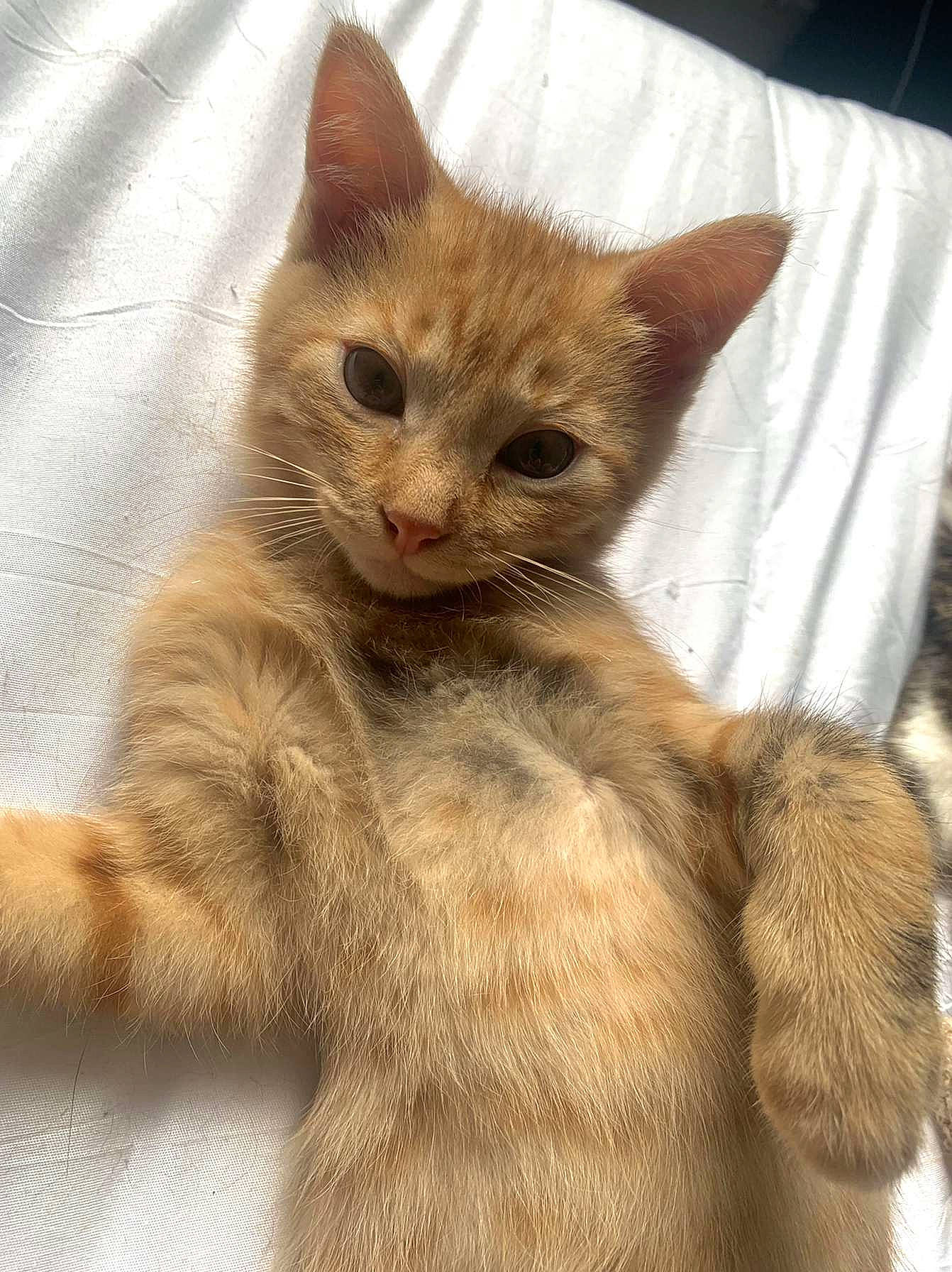 Suky participe au concours pour gagner de l'argent avec cette photo : carnivore, cat, cat_furniture, claw, domestic_short_haired_cat, fawn, felidae, fur, paw, sitting, small_to_medium_sized_cats, snout, tail, terrestrial_animal, whiskers