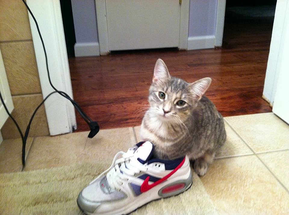 Scooter is registered to the contest to win money with this photo: cat, tabby_cat, sneaker, shoe, nike, floor, tile_floor, wooden_floor, door, cord, curious, pet, indoor, looking_up, animal, mammal, paw, fur, whiskers, ears