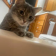 Scooter is registered to the contest to win money with this photo: cat, gray_cat, tabby, pet, animal, curious, bathtub, bathroom, wooden_cabinet, toilet_paper, indoor, feline, whiskers, ears, paws, sink, home, closeup, curious_look, domestic