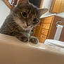 cat, gray_cat, tabby, pet, animal, curious, bathtub, bathroom, wooden_cabinet, toilet_paper, indoor, feline, whiskers, ears, paws, sink, home, closeup, curious_look, domestic